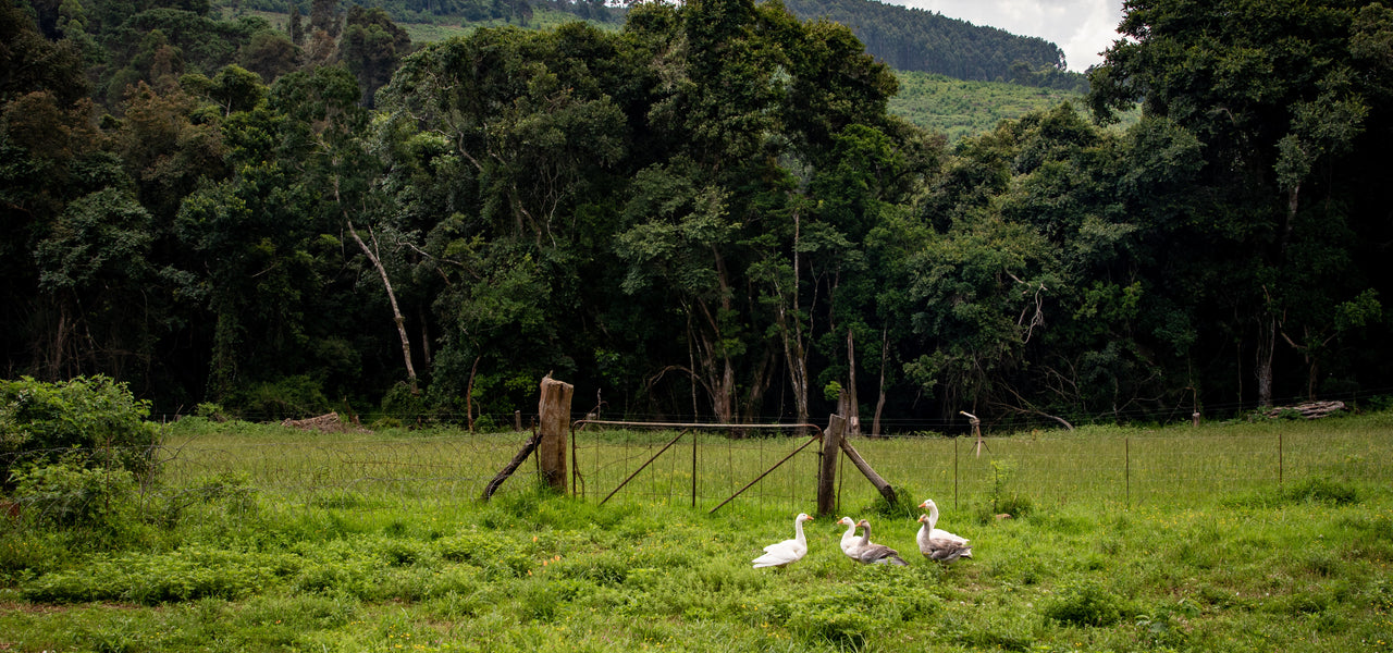 Alles wat je wil weten over het Downpass certificaat
