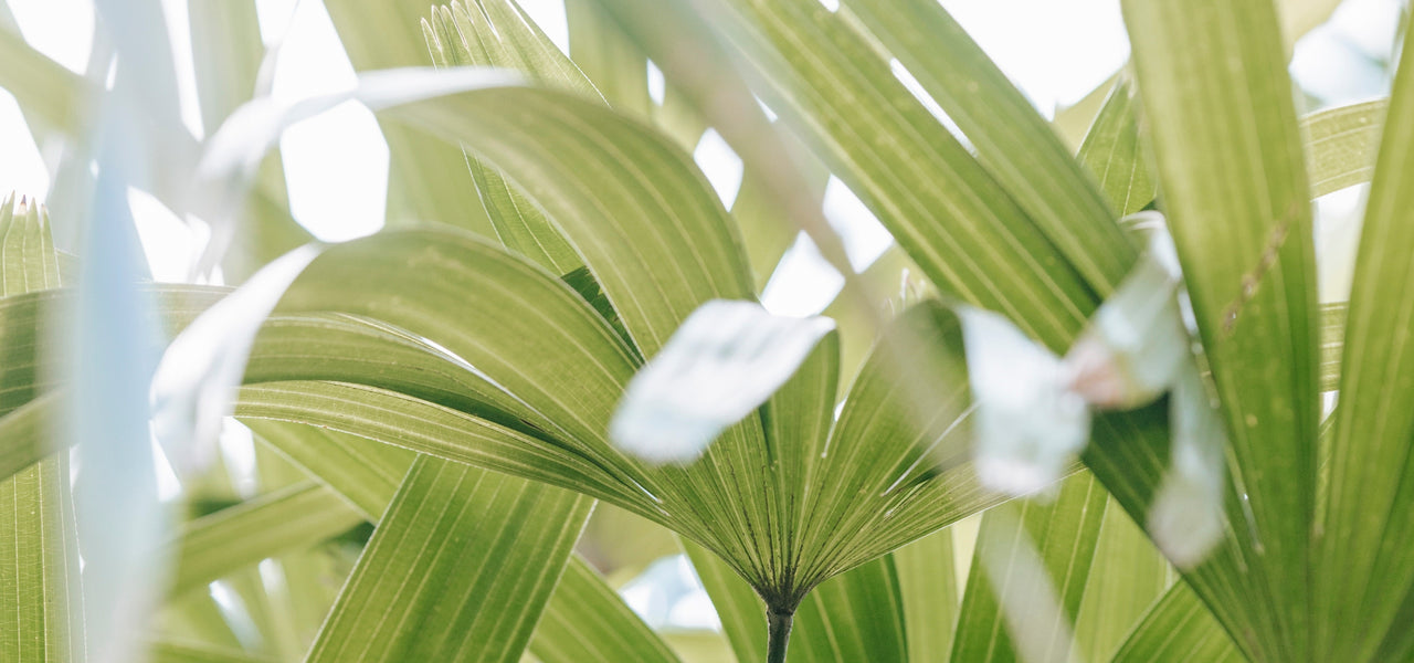 Doelstellingen van Vandyck