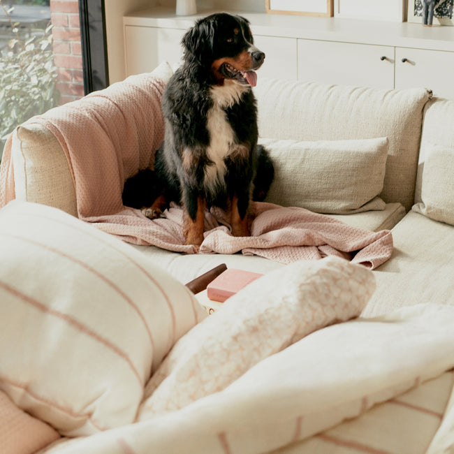 Een hond op een bank in een rustige setting met witte en roze tinten